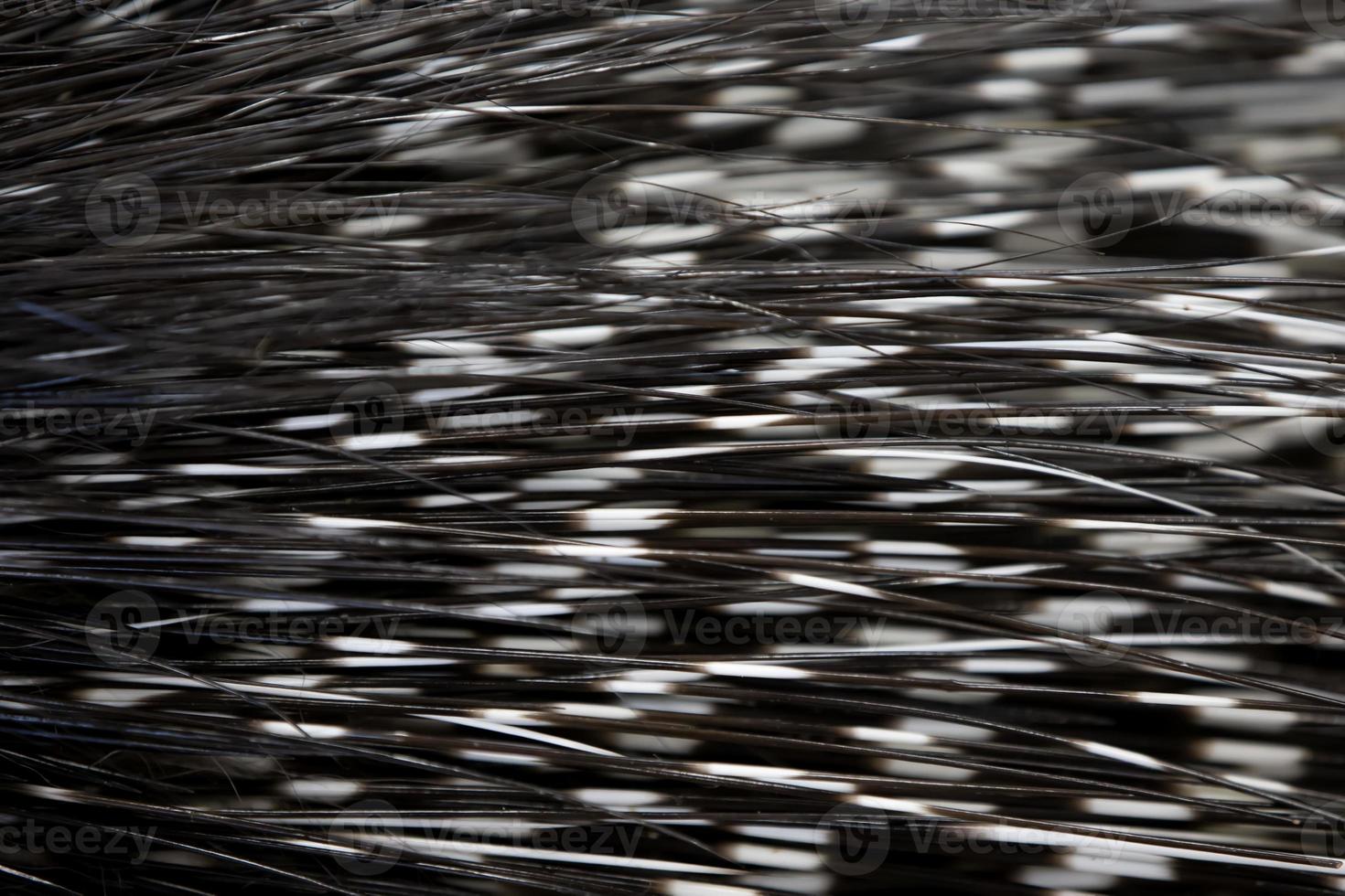 Texture from the quill tail of a porcupine. photo