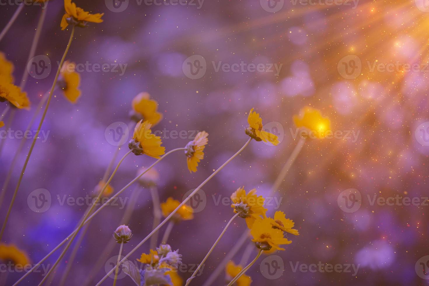 delicado campo amarillo flores en el rayos de el ajuste sol, dorado polvo lugares Bokeh. natural ecológico antecedentes. el belleza de floreciente flores foto