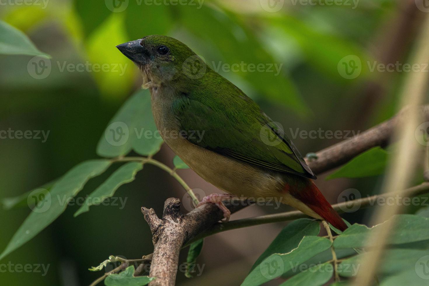 The pin tailed parrotfinch Erythrura prasina is a common species of estrildid finch found in Southeast Asia photo