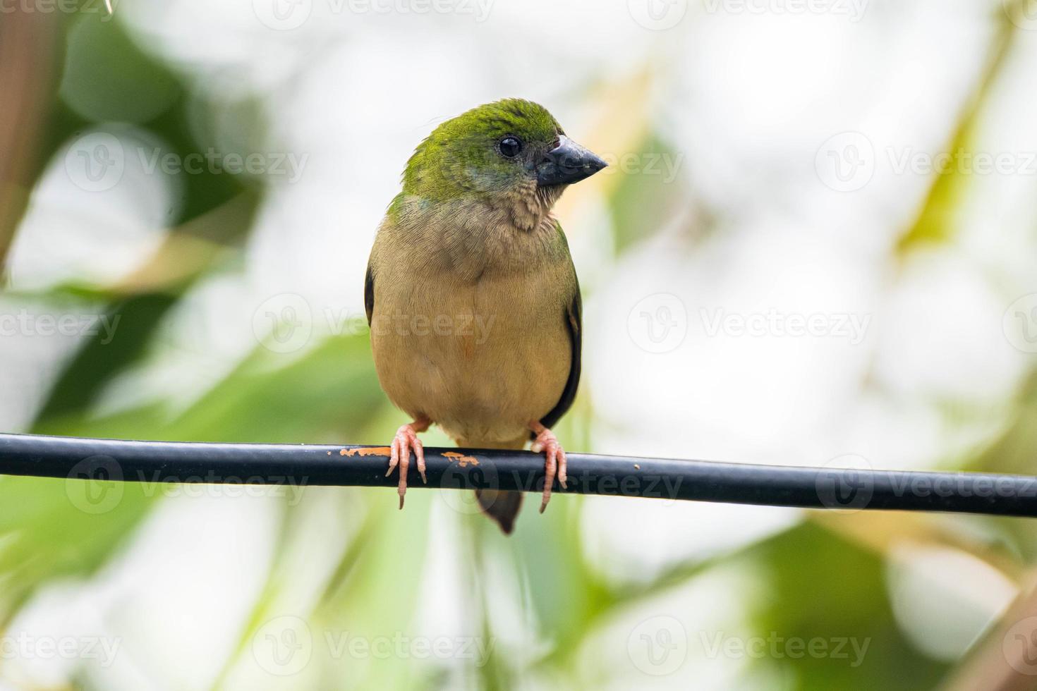 The pin tailed parrotfinch Erythrura prasina is a common species of estrildid finch found in Southeast Asia photo