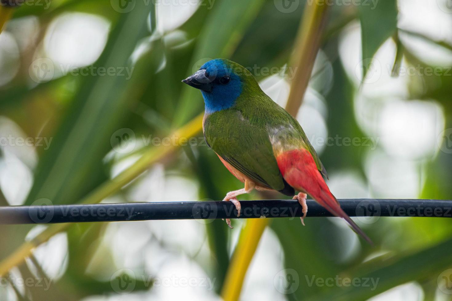 The pin tailed parrotfinch Erythrura prasina is a common species of estrildid finch found in Southeast Asia photo