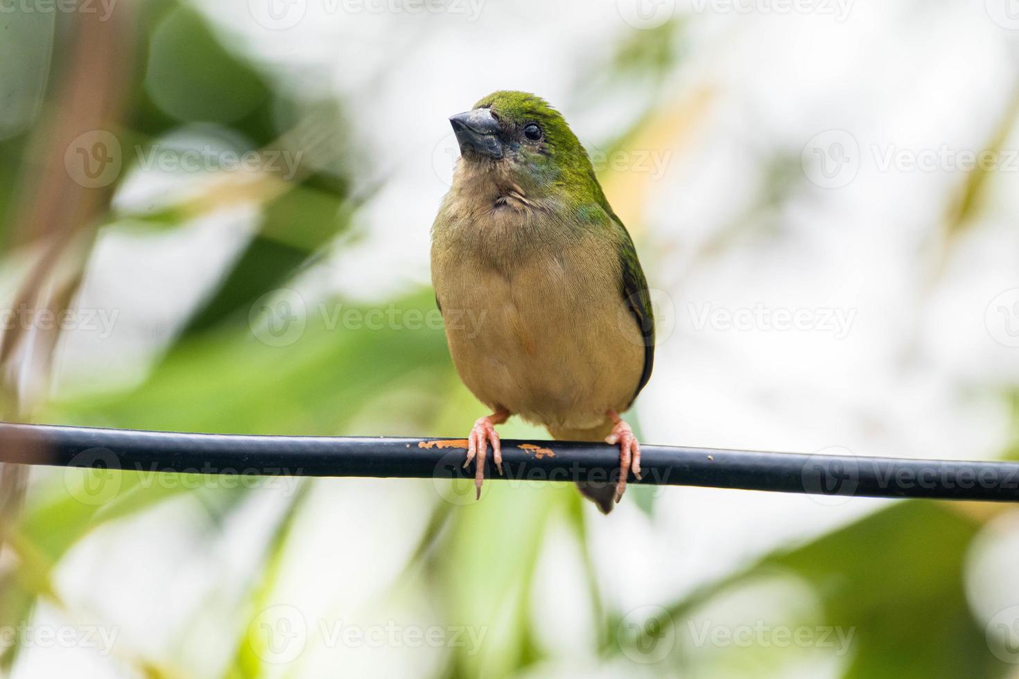 The pin tailed parrotfinch Erythrura prasina is a common species of estrildid finch found in Southeast Asia photo