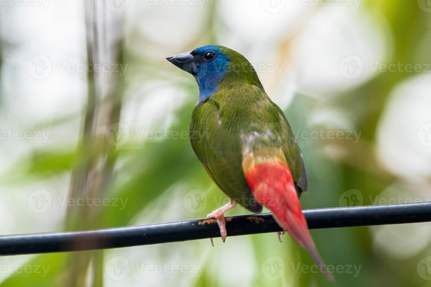 The pin tailed parrotfinch Erythrura prasina is a common species of estrildid finch found in Southeast Asia photo