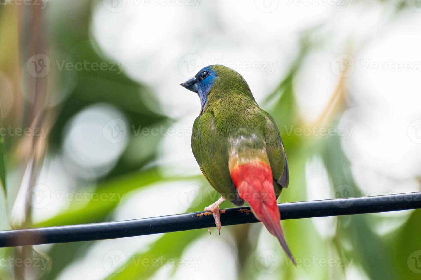 The pin tailed parrotfinch Erythrura prasina is a common species of estrildid finch found in Southeast Asia photo