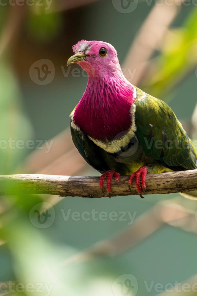 The pink headed fruit dove Ptilinopus porphyreus also known as pink necked fruit dove or Temminck's fruit pigeon, is a small colourful dove photo