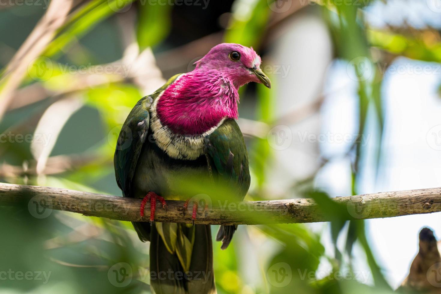 The pink headed fruit dove Ptilinopus porphyreus also known as pink necked fruit dove or Temminck's fruit pigeon, is a small colourful dove photo