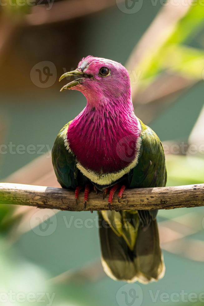 The pink headed fruit dove Ptilinopus porphyreus also known as pink necked fruit dove or Temminck's fruit pigeon, is a small colourful dove photo