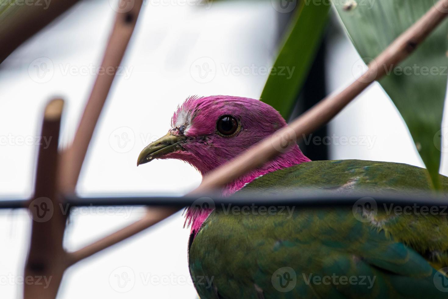 The pink headed fruit dove Ptilinopus porphyreus also known as pink necked fruit dove or Temminck's fruit pigeon, is a small colourful dove photo
