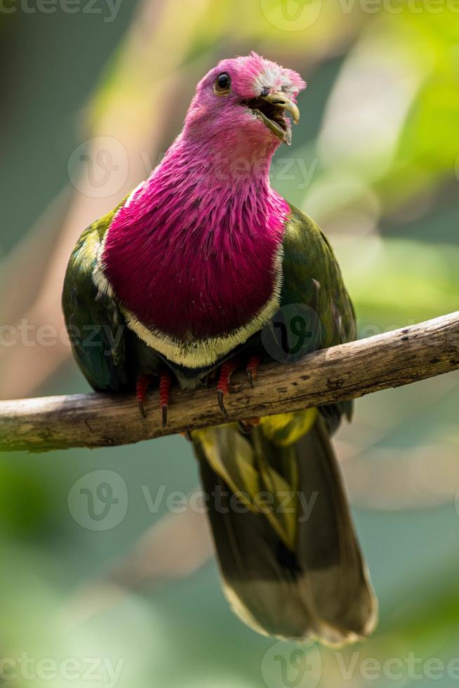 The pink headed fruit dove Ptilinopus porphyreus also known as pink necked fruit dove or Temminck's fruit pigeon, is a small colourful dove photo
