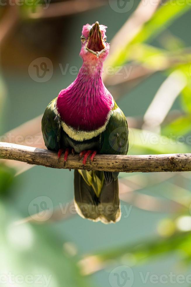 The pink headed fruit dove Ptilinopus porphyreus also known as pink necked fruit dove or Temminck's fruit pigeon, is a small colourful dove photo