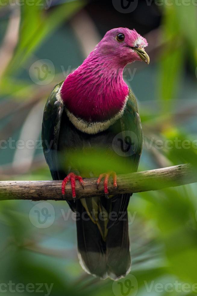 The pink headed fruit dove Ptilinopus porphyreus also known as pink necked fruit dove or Temminck's fruit pigeon, is a small colourful dove photo