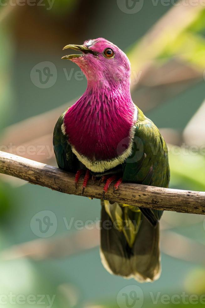 The pink headed fruit dove Ptilinopus porphyreus also known as pink necked fruit dove or Temminck's fruit pigeon, is a small colourful dove photo