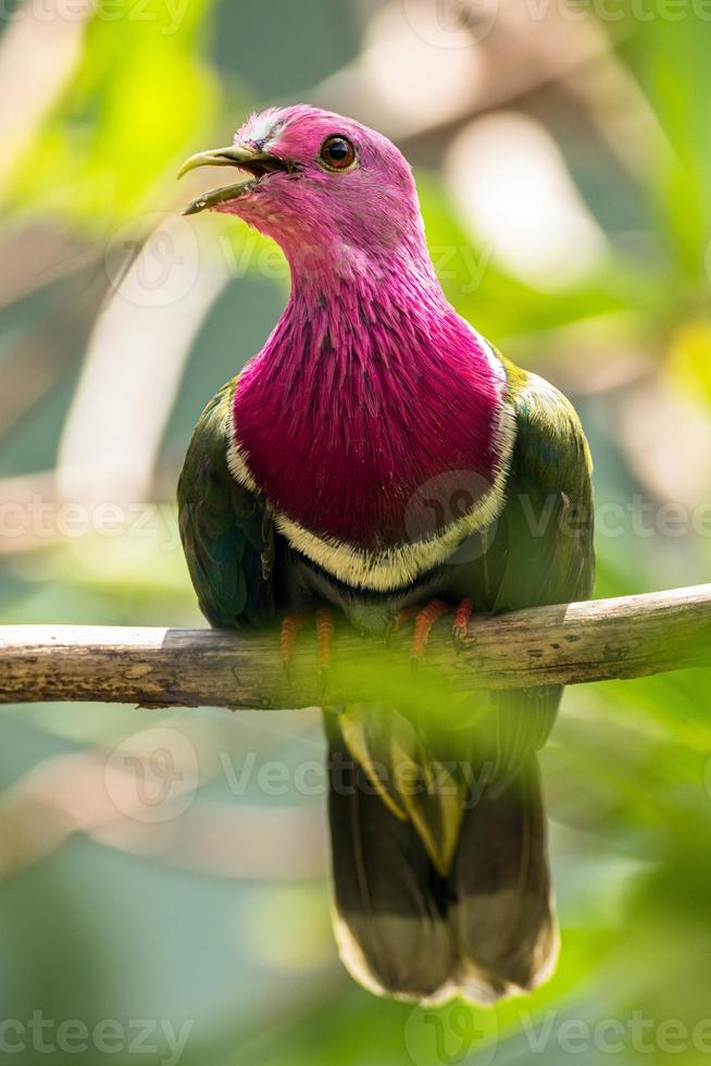 The pink headed fruit dove Ptilinopus porphyreus also known as pink necked fruit dove or Temminck's fruit pigeon, is a small colourful dove photo