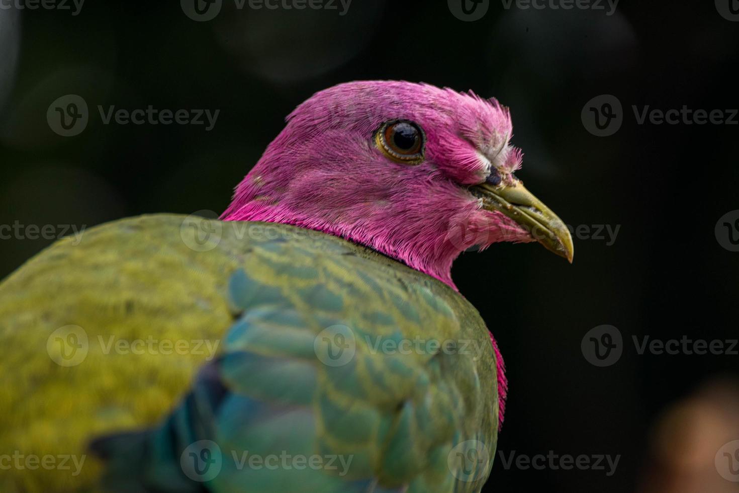 The pink headed fruit dove Ptilinopus porphyreus also known as pink necked fruit dove or Temminck's fruit pigeon, is a small colourful dove photo