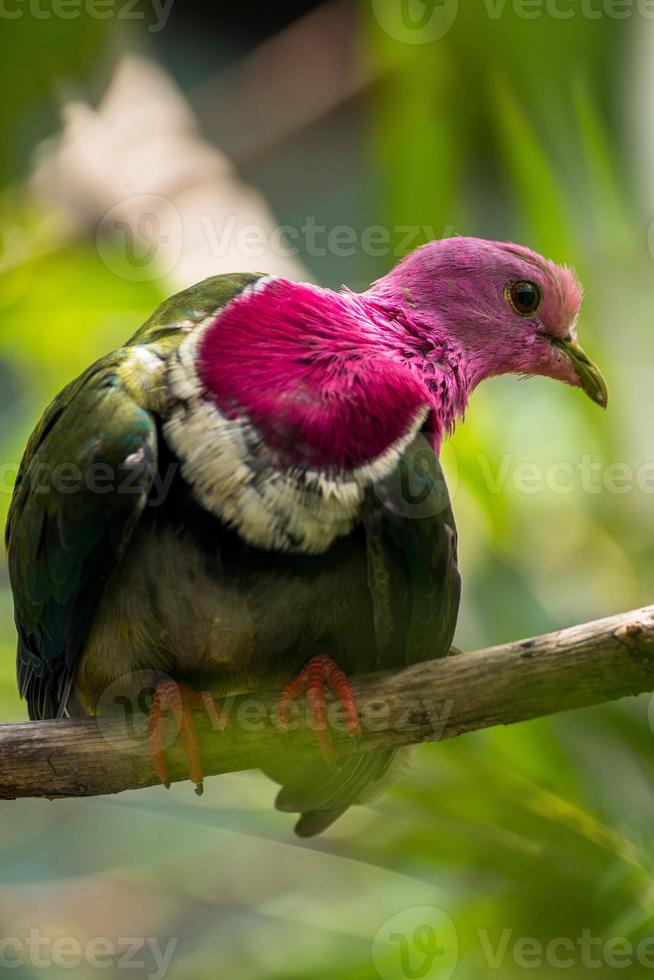 The pink headed fruit dove Ptilinopus porphyreus also known as pink necked fruit dove or Temminck's fruit pigeon, is a small colourful dove photo