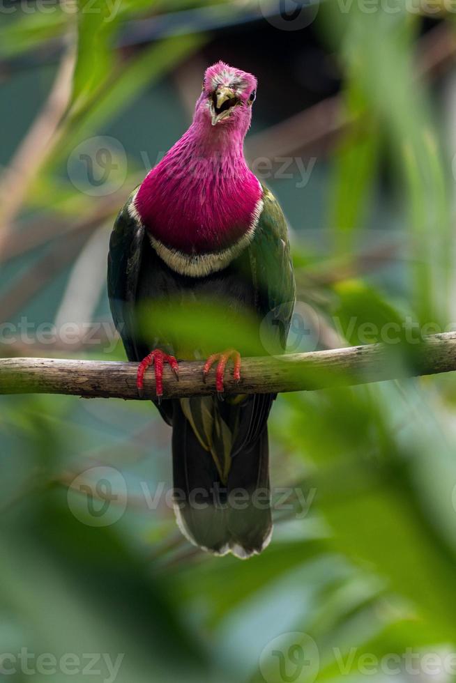 The pink headed fruit dove Ptilinopus porphyreus also known as pink necked fruit dove or Temminck's fruit pigeon, is a small colourful dove photo