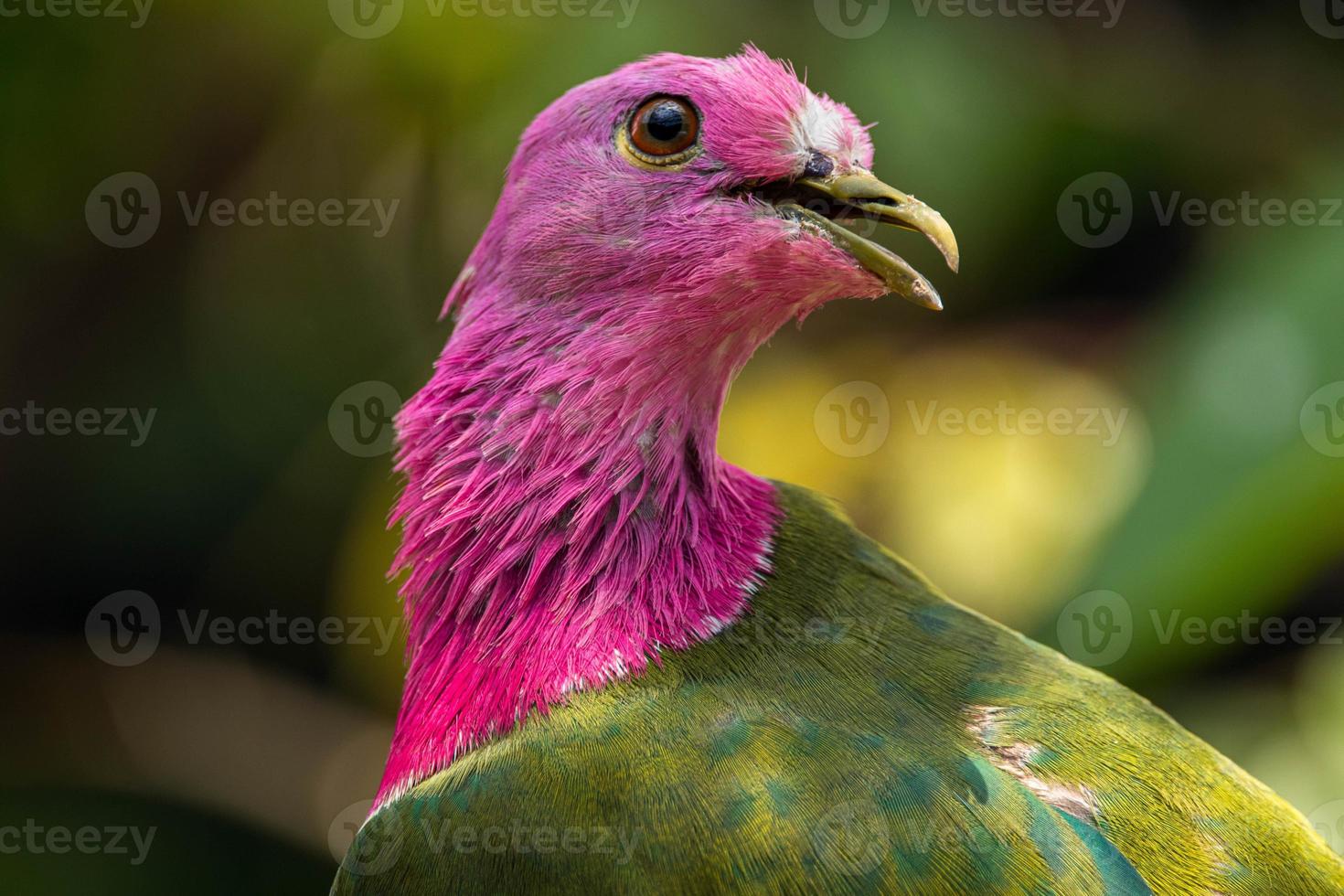 The pink headed fruit dove Ptilinopus porphyreus also known as pink necked fruit dove or Temminck's fruit pigeon, is a small colourful dove photo