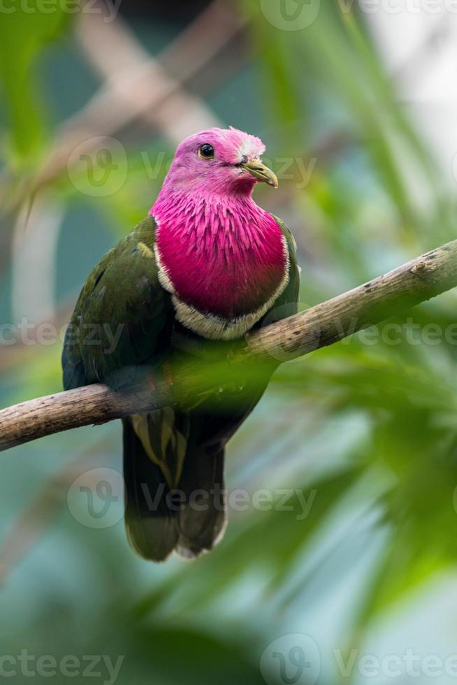 The pink headed fruit dove Ptilinopus porphyreus also known as pink necked fruit dove or Temminck's fruit pigeon, is a small colourful dove photo