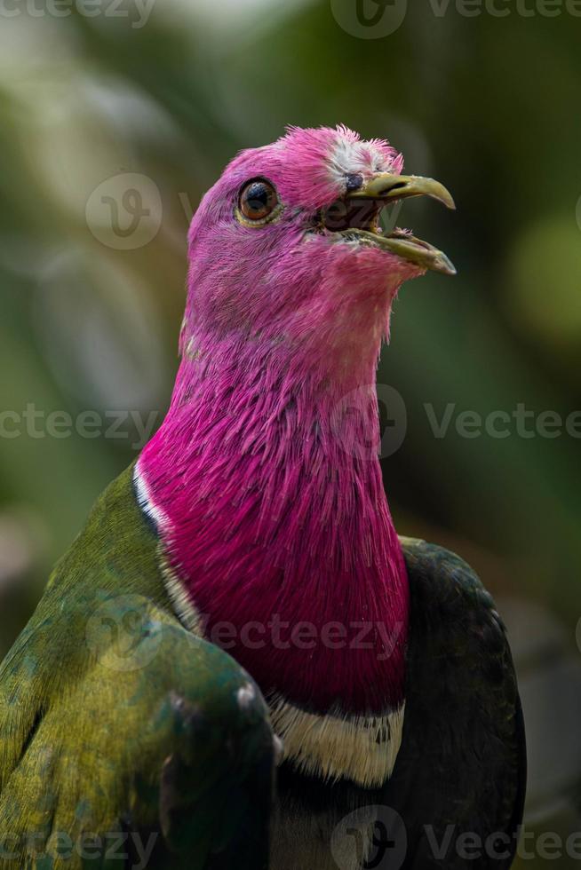 The pink headed fruit dove Ptilinopus porphyreus also known as pink necked fruit dove or Temminck's fruit pigeon, is a small colourful dove photo