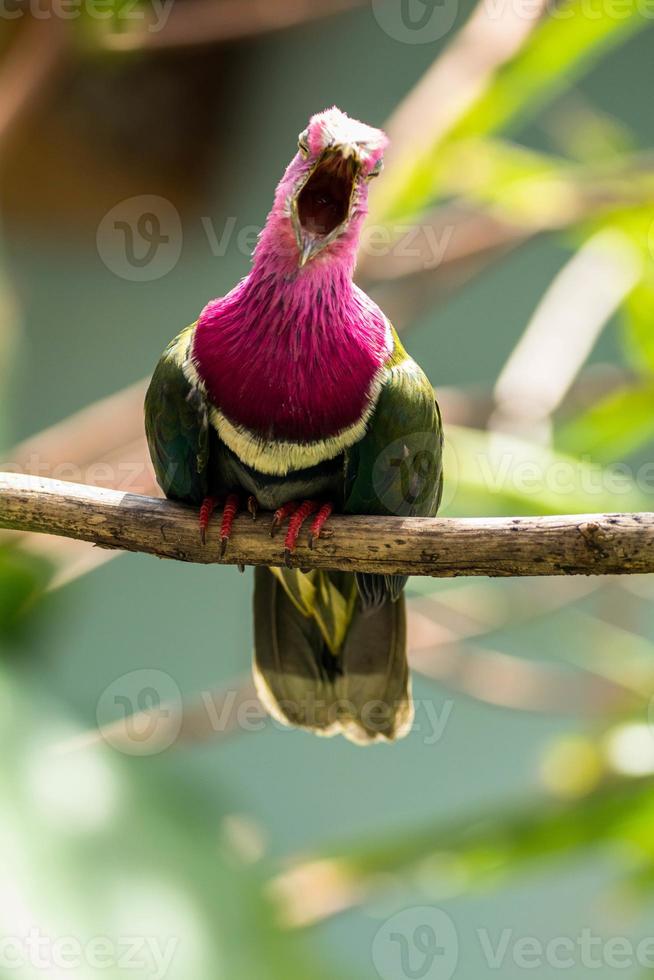 The pink headed fruit dove Ptilinopus porphyreus also known as pink necked fruit dove or Temminck's fruit pigeon, is a small colourful dove photo