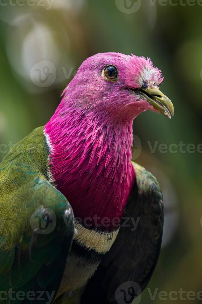 The pink headed fruit dove Ptilinopus porphyreus also known as pink necked fruit dove or Temminck's fruit pigeon, is a small colourful dove photo