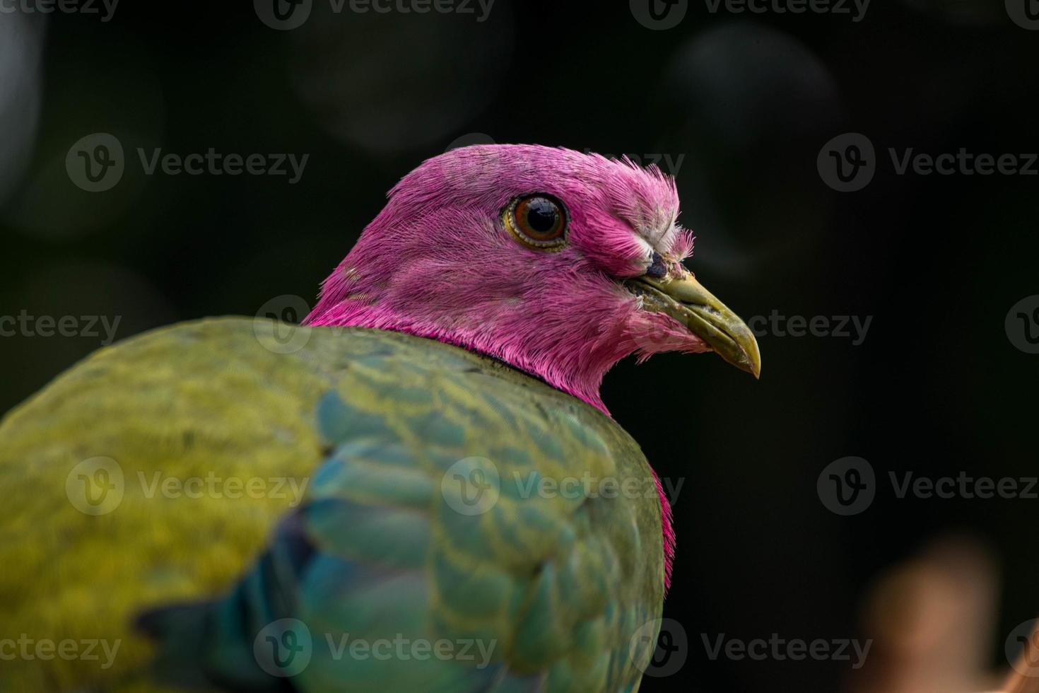 The pink headed fruit dove Ptilinopus porphyreus also known as pink necked fruit dove or Temminck's fruit pigeon, is a small colourful dove photo