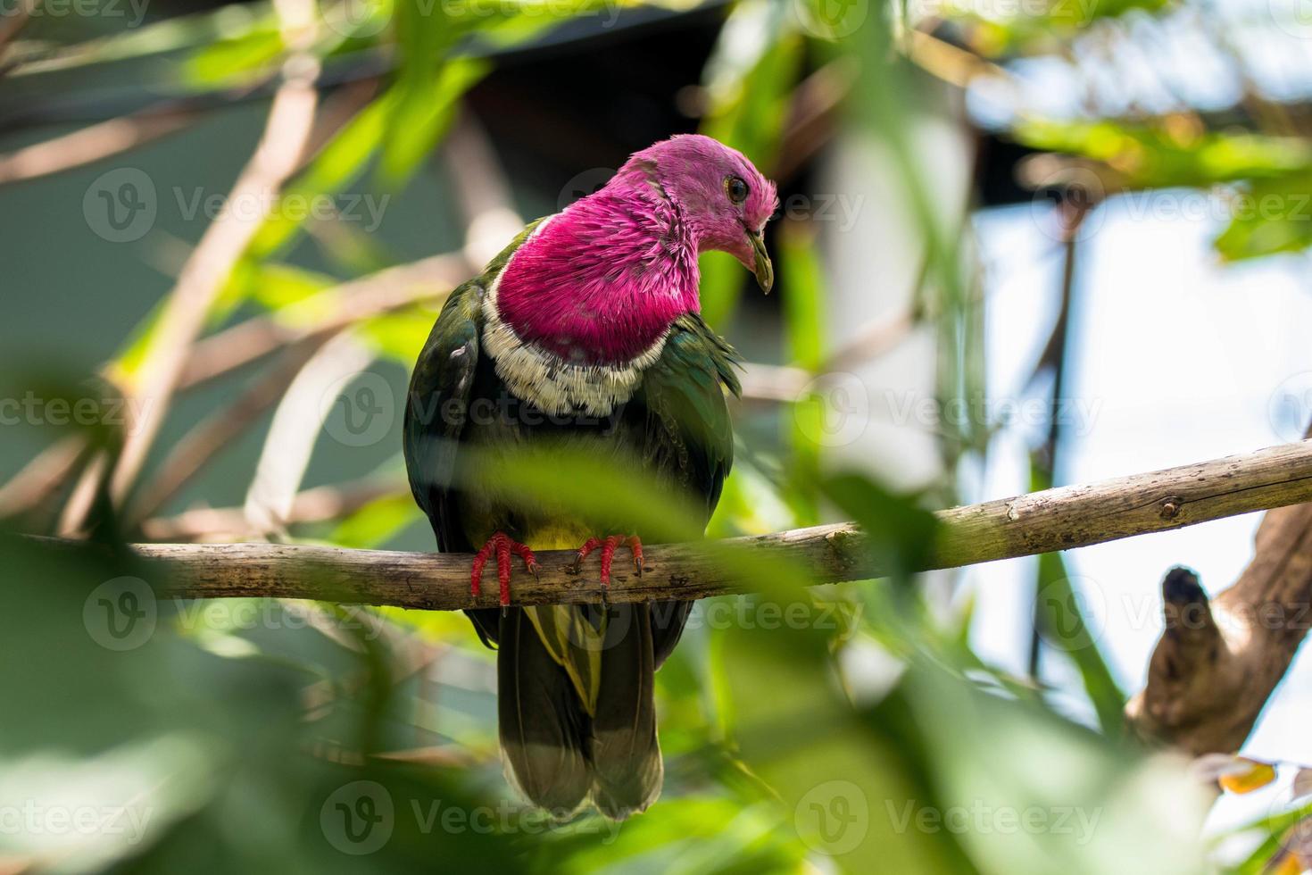 The pink headed fruit dove Ptilinopus porphyreus also known as pink necked fruit dove or Temminck's fruit pigeon, is a small colourful dove photo