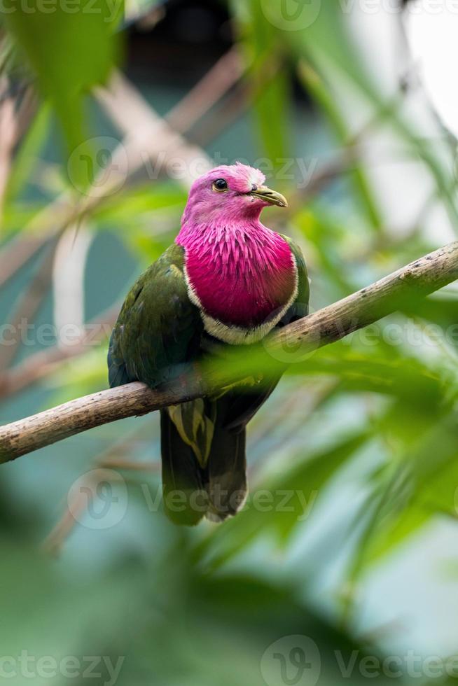 The pink headed fruit dove Ptilinopus porphyreus also known as pink necked fruit dove or Temminck's fruit pigeon, is a small colourful dove photo