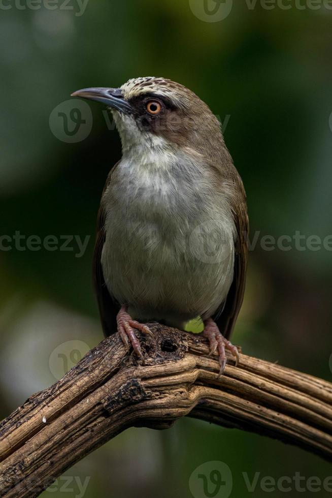 The thick-billed heleia Heleia crassirostris, also known as the Flores white eye, is a species of bird in the family Zosteropidae photo