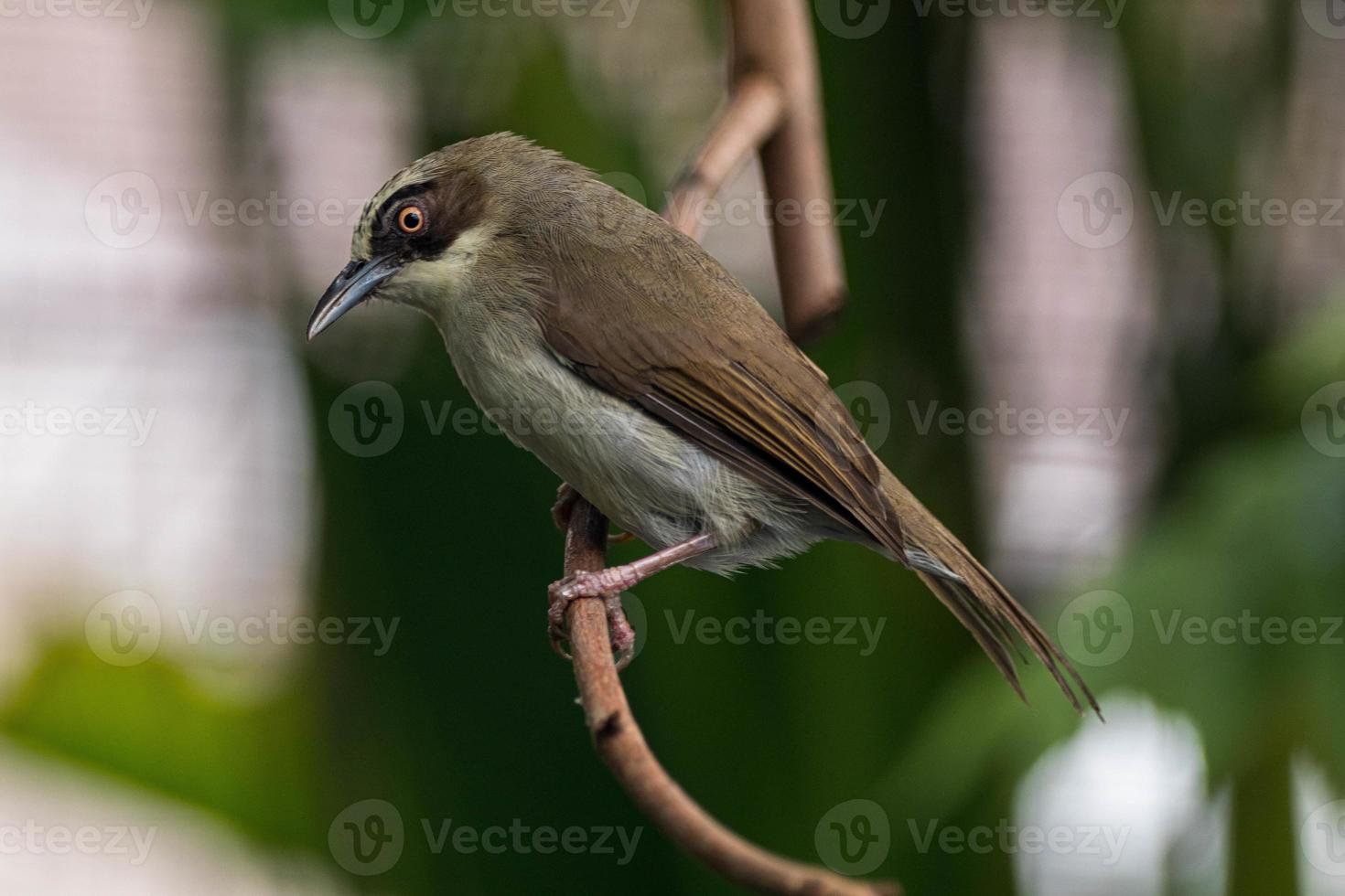 The thick-billed heleia Heleia crassirostris, also known as the Flores white eye, is a species of bird in the family Zosteropidae photo
