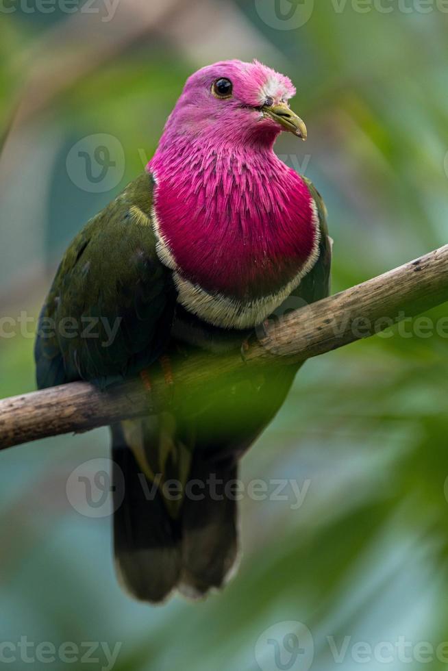 The pink headed fruit dove Ptilinopus porphyreus also known as pink necked fruit dove or Temminck's fruit pigeon, is a small colourful dove photo
