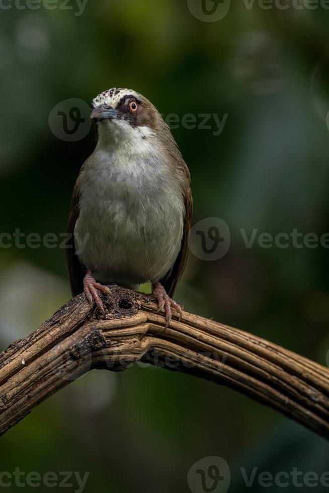 The thick-billed heleia Heleia crassirostris, also known as the Flores white eye, is a species of bird in the family Zosteropidae photo