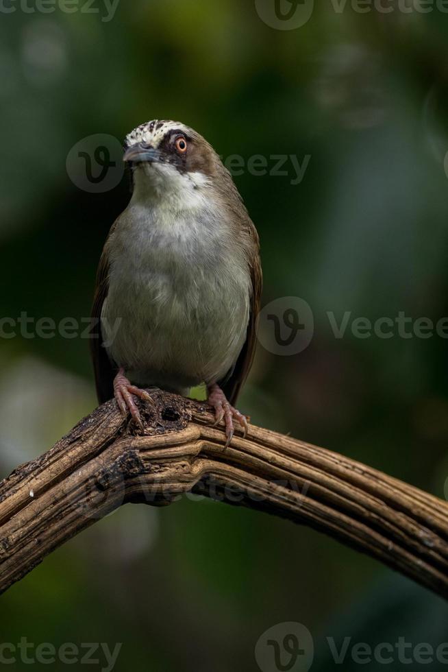 el de pico grueso helia helia crassirostris, además conocido como el flores blanco ojo, es un especies de pájaro en el familia zosteropidae foto