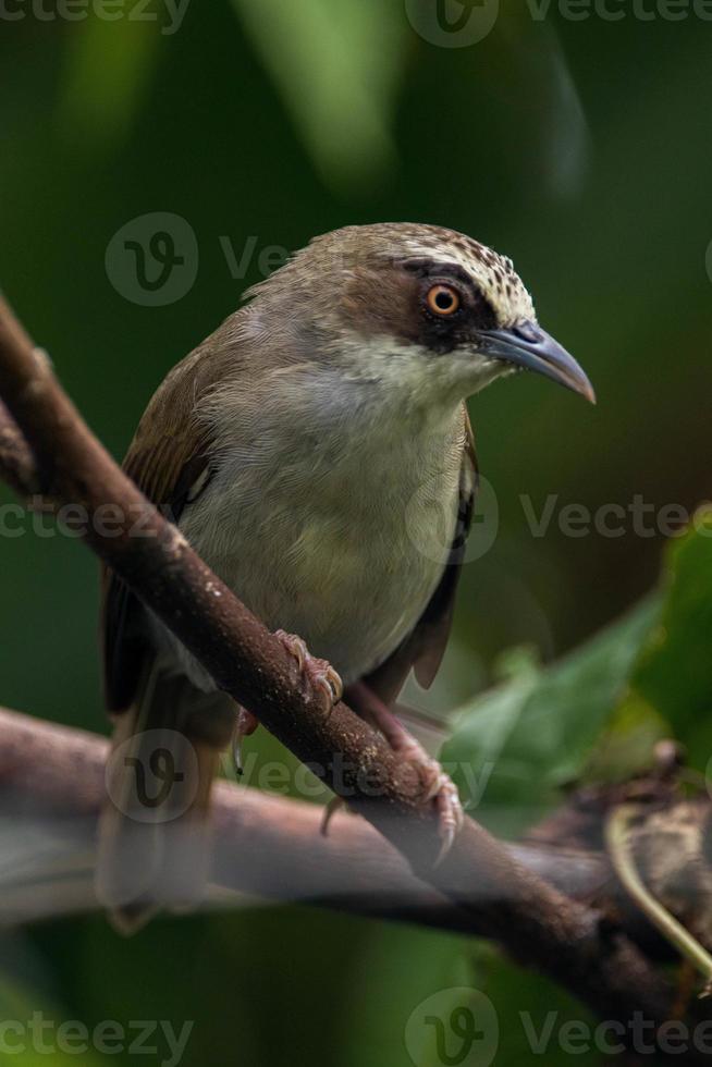 The thick-billed heleia Heleia crassirostris, also known as the Flores white eye, is a species of bird in the family Zosteropidae photo