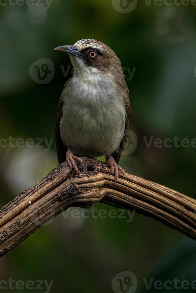 The thick-billed heleia Heleia crassirostris, also known as the Flores white eye, is a species of bird in the family Zosteropidae photo