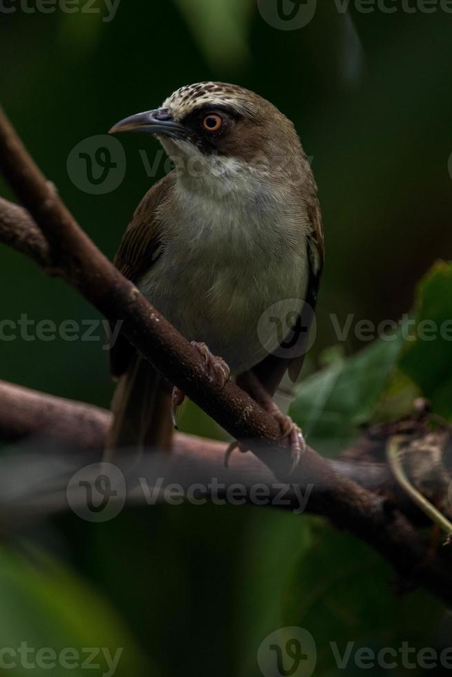 The thick-billed heleia Heleia crassirostris, also known as the Flores white eye, is a species of bird in the family Zosteropidae photo