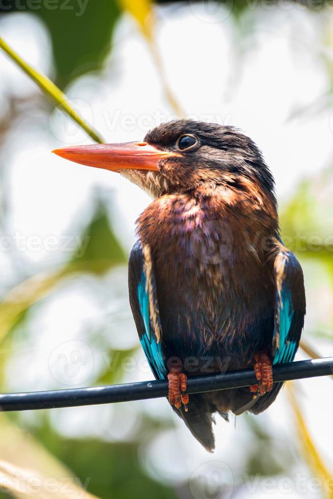 The Javan kingfisher  Halcyon cyanoventris, sometimes called the blue bellied kingfisher or Java kingfisher photo