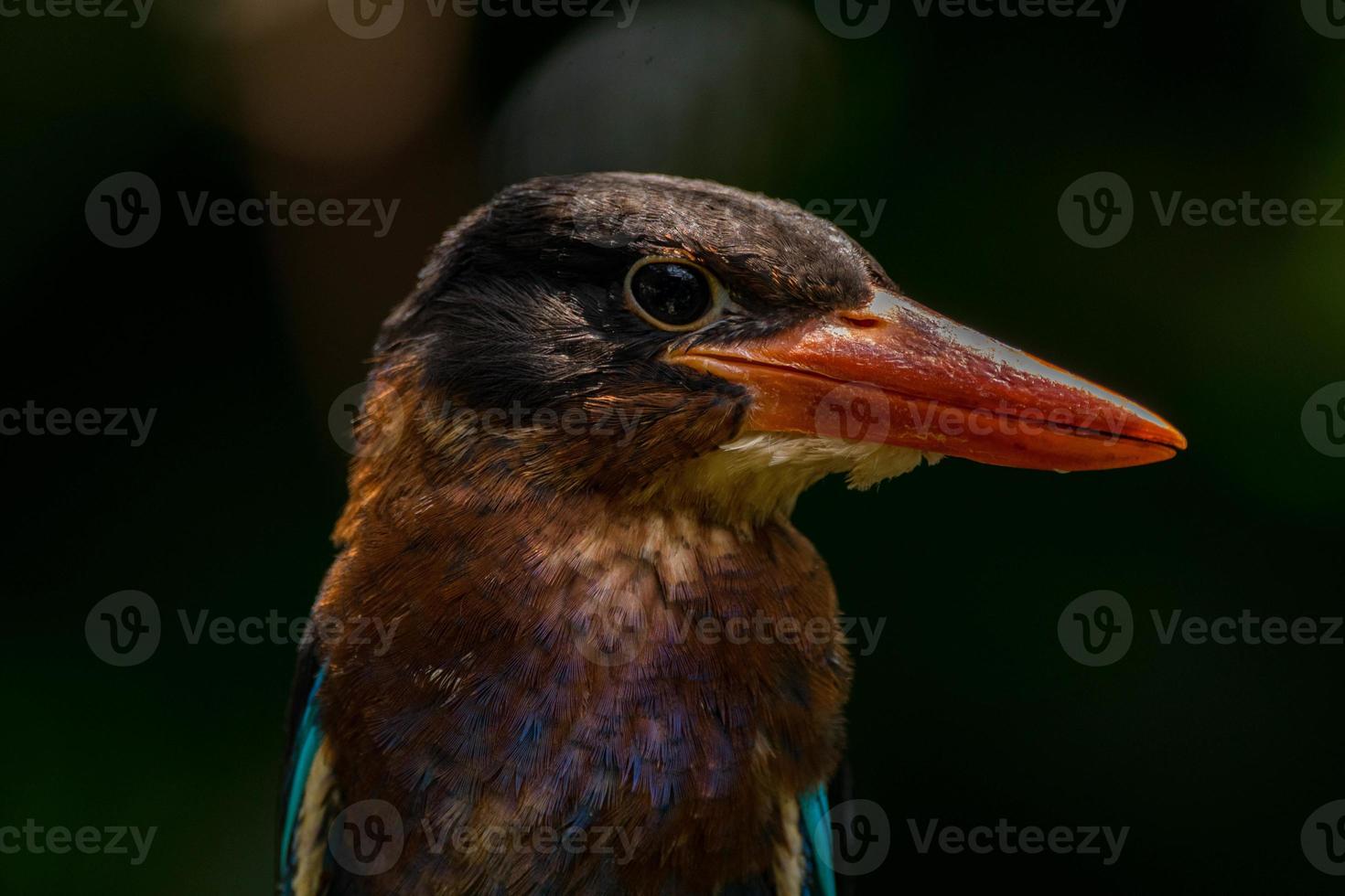The Javan kingfisher  Halcyon cyanoventris, sometimes called the blue bellied kingfisher or Java kingfisher photo