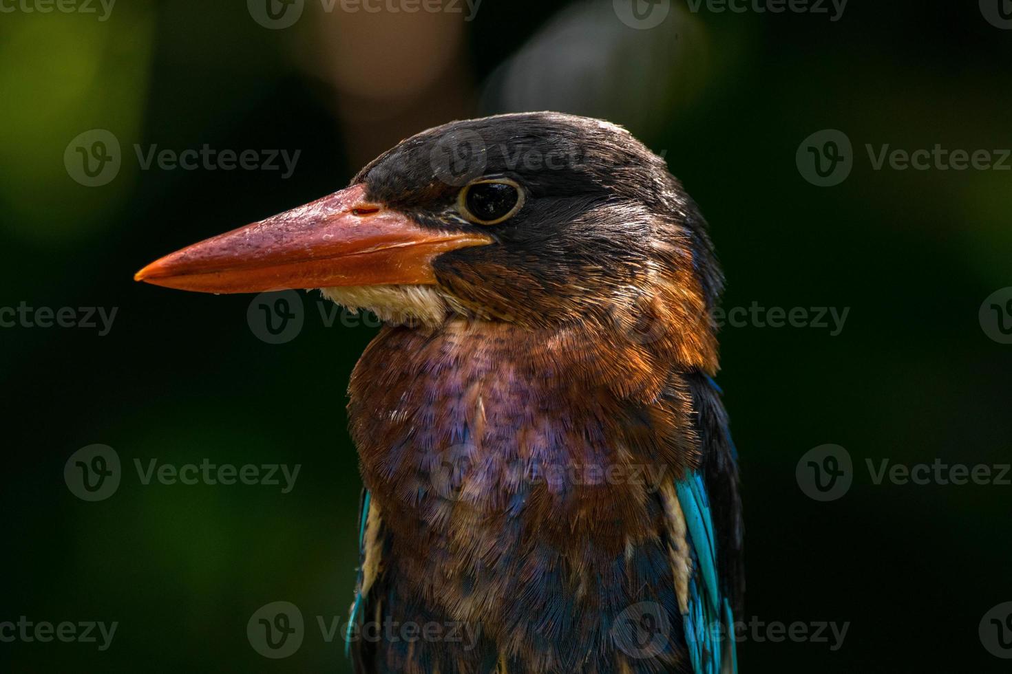 The Javan kingfisher  Halcyon cyanoventris, sometimes called the blue bellied kingfisher or Java kingfisher photo