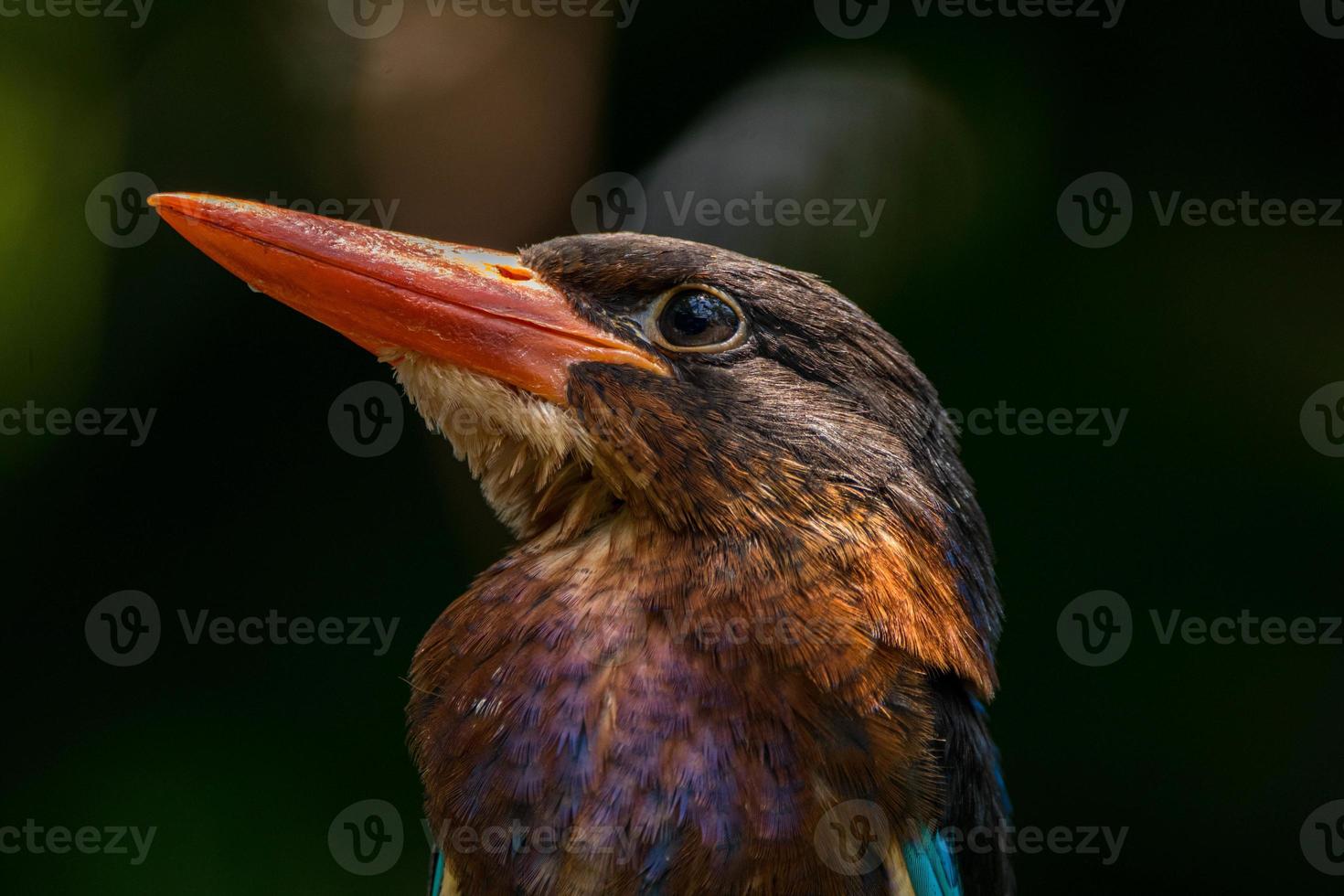 The Javan kingfisher  Halcyon cyanoventris, sometimes called the blue bellied kingfisher or Java kingfisher photo