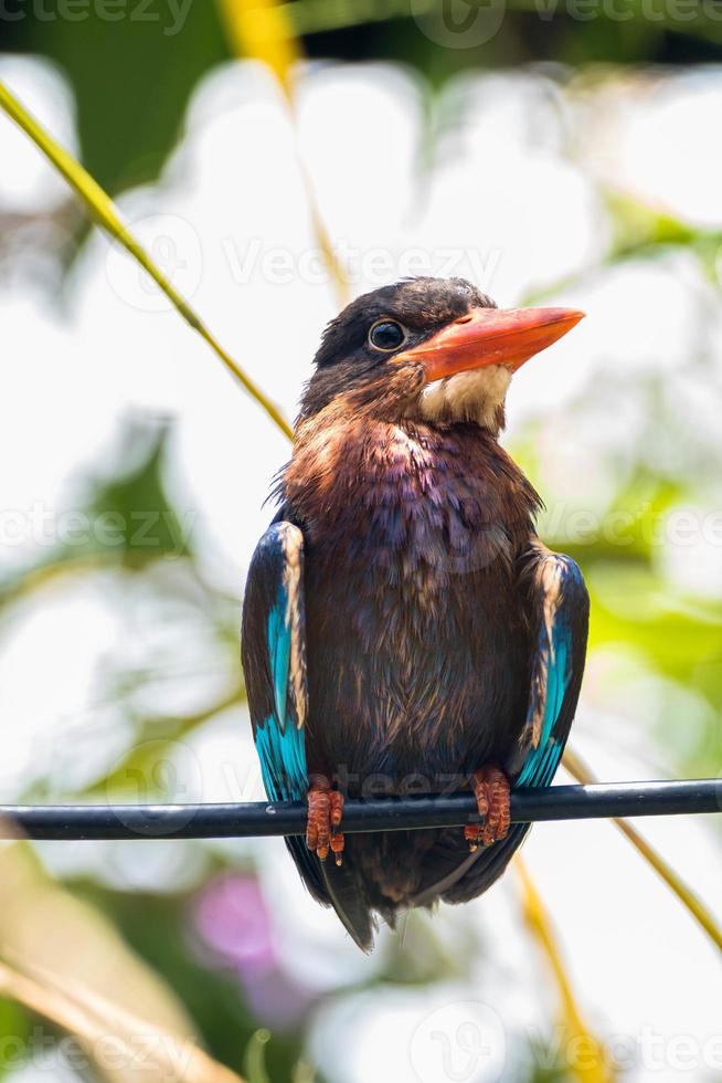 The Javan kingfisher  Halcyon cyanoventris, sometimes called the blue bellied kingfisher or Java kingfisher photo