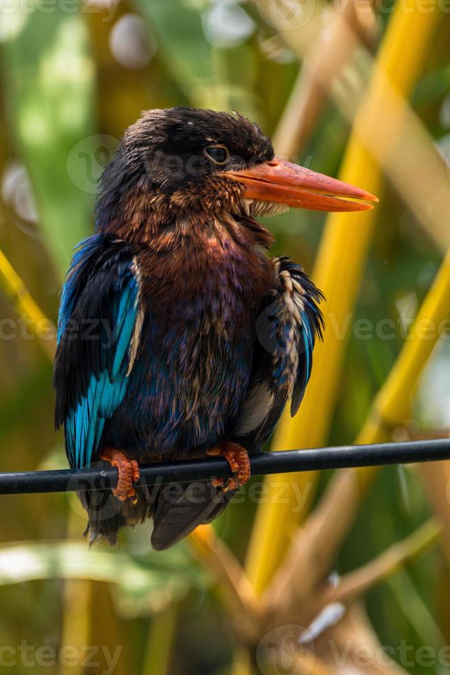 The Javan kingfisher  Halcyon cyanoventris, sometimes called the blue bellied kingfisher or Java kingfisher photo