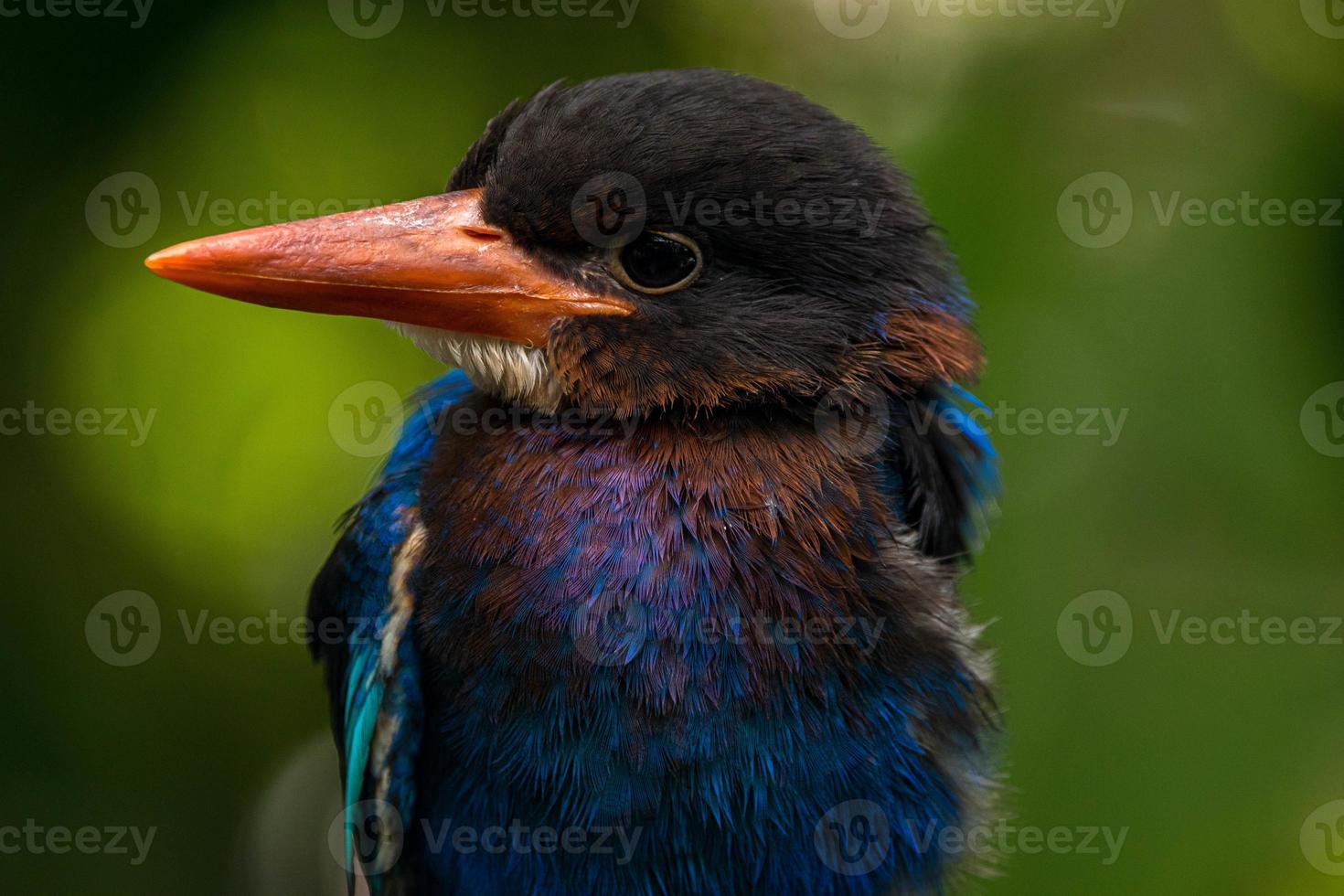 The Javan kingfisher  Halcyon cyanoventris, sometimes called the blue bellied kingfisher or Java kingfisher photo