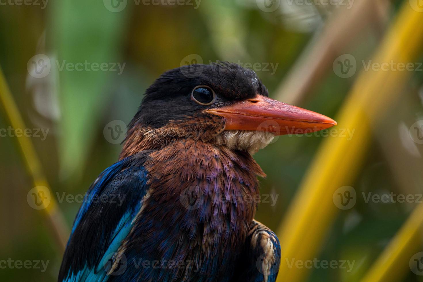 The Javan kingfisher  Halcyon cyanoventris, sometimes called the blue bellied kingfisher or Java kingfisher photo