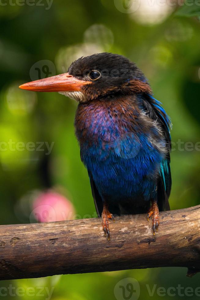 The Javan kingfisher  Halcyon cyanoventris, sometimes called the blue bellied kingfisher or Java kingfisher photo