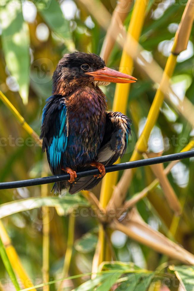 The Javan kingfisher  Halcyon cyanoventris, sometimes called the blue bellied kingfisher or Java kingfisher photo