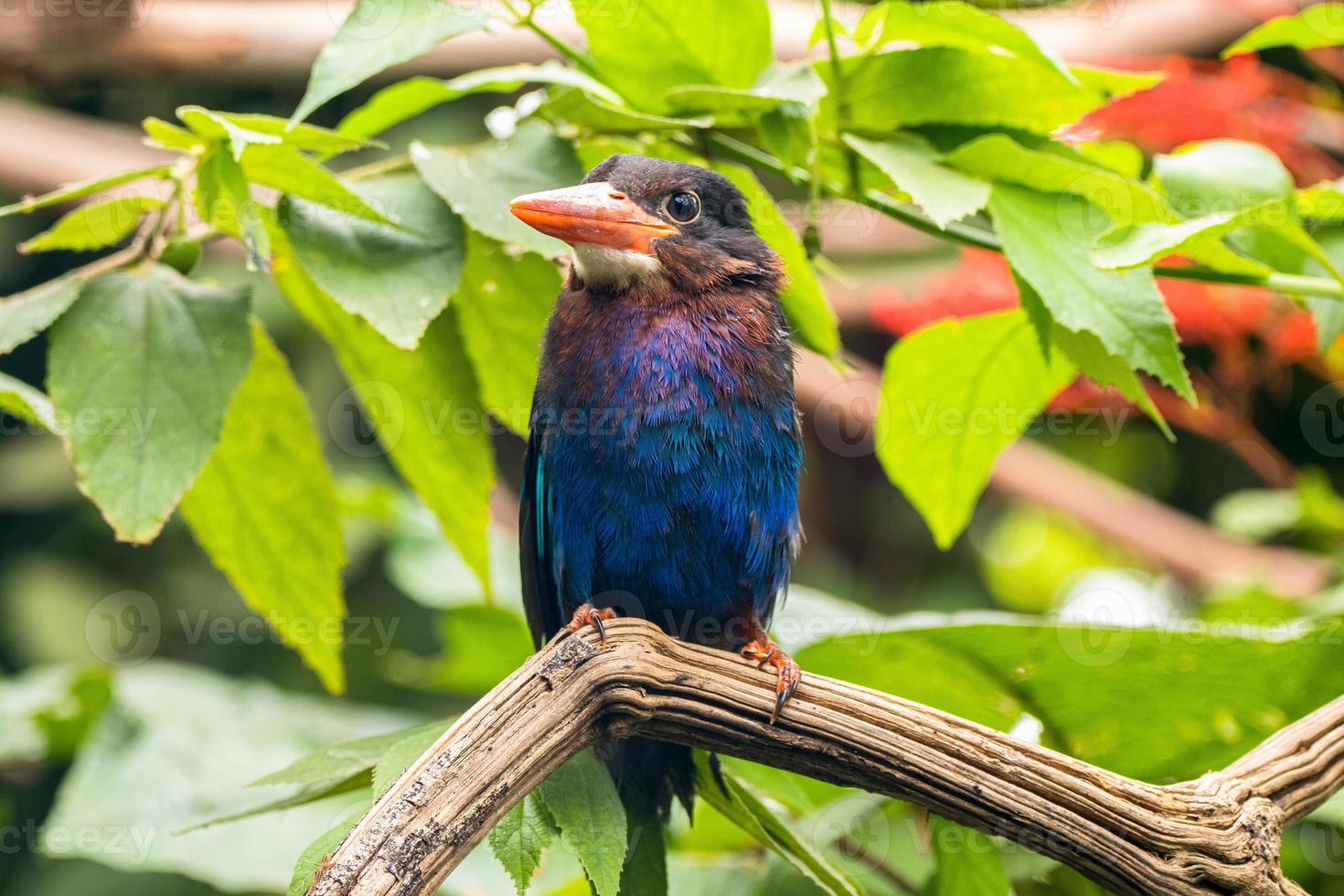 The Javan kingfisher  Halcyon cyanoventris, sometimes called the blue bellied kingfisher or Java kingfisher photo