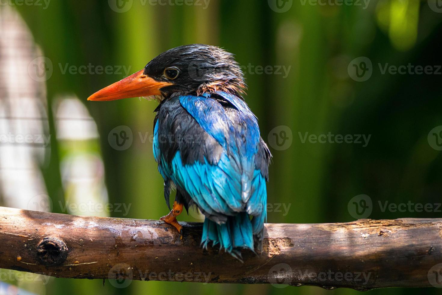 The Javan kingfisher  Halcyon cyanoventris, sometimes called the blue bellied kingfisher or Java kingfisher photo