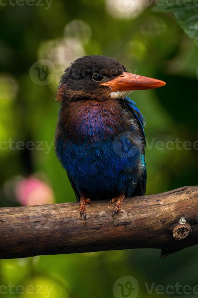 The Javan kingfisher  Halcyon cyanoventris, sometimes called the blue bellied kingfisher or Java kingfisher photo