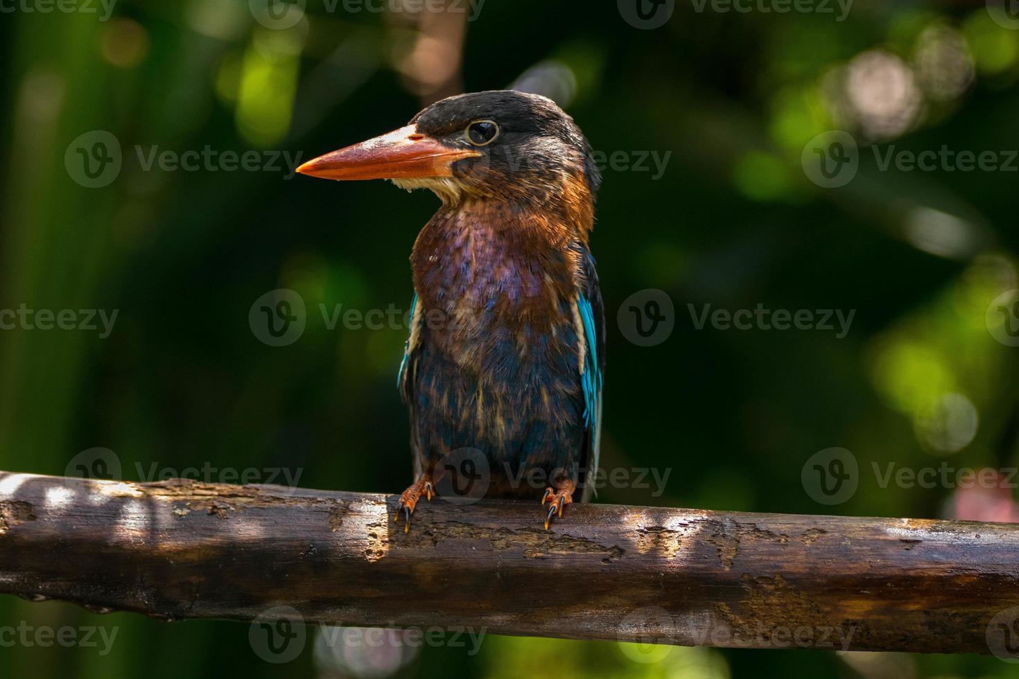 The Javan kingfisher  Halcyon cyanoventris, sometimes called the blue bellied kingfisher or Java kingfisher photo